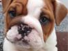 Puppies for sale Denmark, Kopenagen English Bulldog