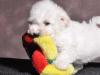 Puppies for sale Netherlands, Rotterdam Bichon