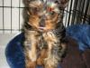 Puppies for sale Denmark, Aarhus Yorkshire Terrier