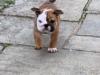 Puppies for sale Germany, Hannover English Bulldog