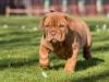 Puppies for sale Cyprus, Paphos , Dogue De Bordeaux Dogs