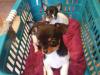 Puppies for sale Austria,  Chihuahua