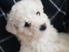 Puppies for sale Germany, Stuttgart Bichon