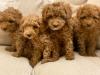 Puppies for sale Greece, Athens Toy-poodle