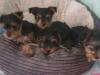 Puppies for sale Finland, Yorkshire Terrier