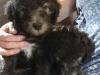 Puppies for sale Cyprus, Larnaca Bedlington-terrier