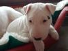 Puppies for sale Germany, Cottbus Bull Terrier