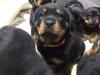 Puppies for sale Netherlands, The Hague Rottweiler