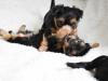 Puppies for sale Germany, Cologne Yorkshire Terrier