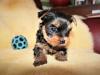 Puppies for sale Lithuania,  Yorkshire Terrier