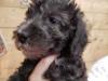 Puppies for sale France, Paris Bedlington-terrier