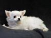 Puppies for sale France, Paris Chihuahua