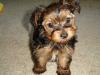 Puppies for sale Cyprus, Protaras Yorkshire Terrier