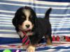 Puppies for sale Finland, Lapperanta Bernese Mountain Dog