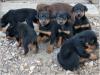 Puppies for sale Germany, Kayzerslauten Doberman