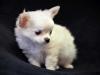Puppies for sale Cyprus, Limassol Chihuahua
