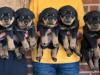 Puppies for sale Cyprus, Nicosia Rottweiler