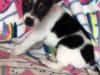 Puppies for sale Cyprus, Paphos Jack Russell Terrier