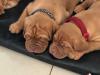 Puppies for sale Finland, Helsinki , Dogue De Bordeaux Dogs