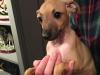 Puppies for sale Germany, Kayzerslauten Italian Greyhound