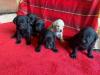 Puppies for sale Denmark, Kopenagen Golden Retriever