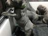 Puppies for sale Spain, Valencia Staffordshire Bull Terrier