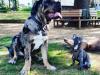 Puppies for sale Ireland, Neapolitan Mastiff
