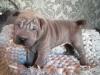 Puppies for sale Denmark, Kopenagen Shar Pei