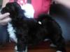 Puppies for sale Cyprus, Limassol Lhasa Apso