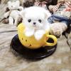 Puppies for sale Moldova, Balti Pomeranian Spitz