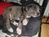 Puppies for sale Germany, Neapolitan Mastiff