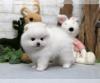Puppies for sale Kazakhstan, Ust-Kamenogorsk Pomeranian Spitz