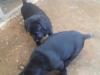 Puppies for sale France, Paris Labrador
