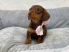 Puppies for sale Greece, Piraeus Dachshund