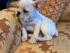 Puppies for sale France, Bordeaux French Bulldog