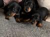 Puppies for sale Germany, Dusseldorf Dachshund