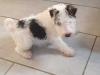 Puppies for sale Germany, Bochum Fokxterer
