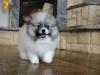 Puppies for sale Greece, Thessaloniki German spitz