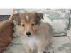Puppies for sale Sweden, Stockholm Sheltie (Shetland Sheepdog)