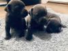 Puppies for sale Germany, Karlsruhe Staffordshire Bull Terrier