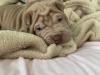 Puppies for sale Cyprus, Limassol Shar Pei