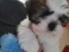 Puppies for sale Greece, Thessaloniki English Bulldog
