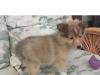 Puppies for sale Germany, Dortmund Sheltie (Shetland Sheepdog)