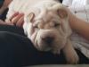 Puppies for sale Germany, Augsburg Shar Pei