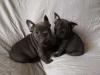 Puppies for sale Finland, Rovaniemi French Bulldog