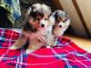 Puppies for sale Netherlands, Amsterdam Sheltie (Shetland Sheepdog)