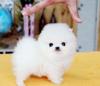 Puppies for sale Poland, Bielsko-Biala Pomeranian Spitz