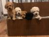 Puppies for sale Denmark, Aalborg Toy-poodle
