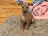 Puppies for sale Sweden, Lidkoping Italian Greyhound