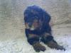 Puppies for sale Germany, Duisburg Toy-poodle